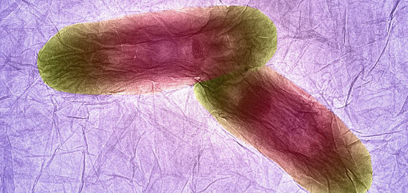 Illustration for article titled The Best Biomedical Images of the Year Reveal the True Beauty of Biology